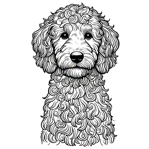 Labradoodle Portrait