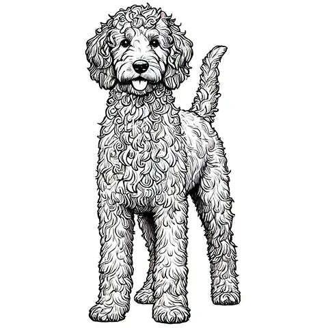 Labradoodle Ausmalbild